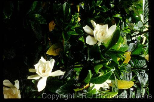 Gardenia yellow leaves 